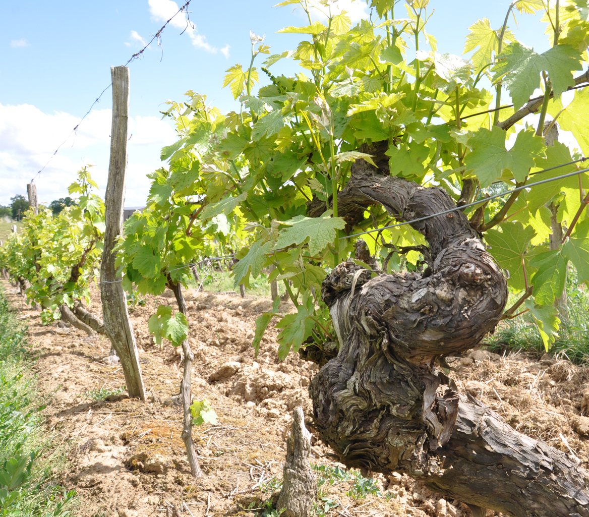 Vins blancs de Gascogne Tariquet