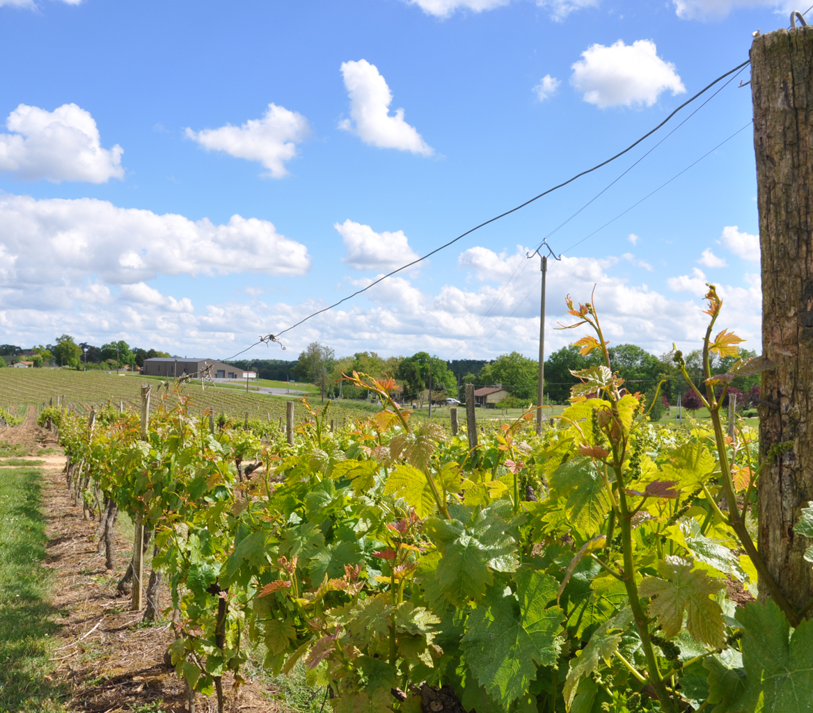 Vins de Gasogne